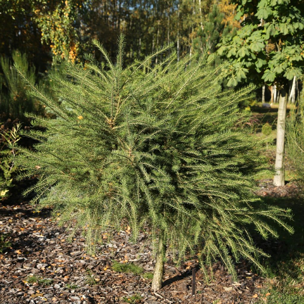 Larix decidua Compacta - Alerce europeo