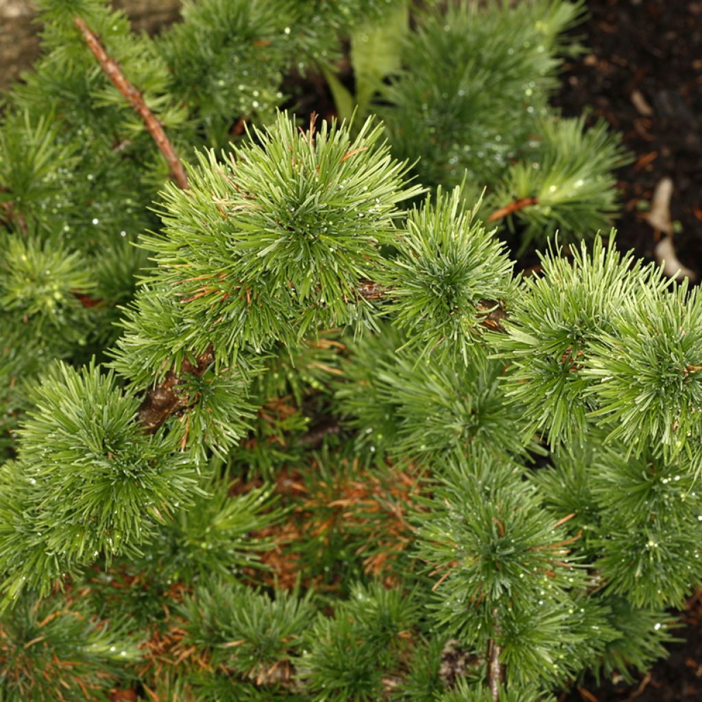 Larix decidua Krejča Mutation - Alerce europeo