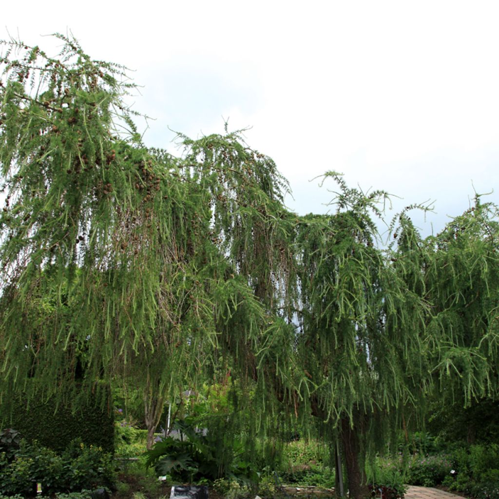 Larix decidua Pendula - Alerce europeo