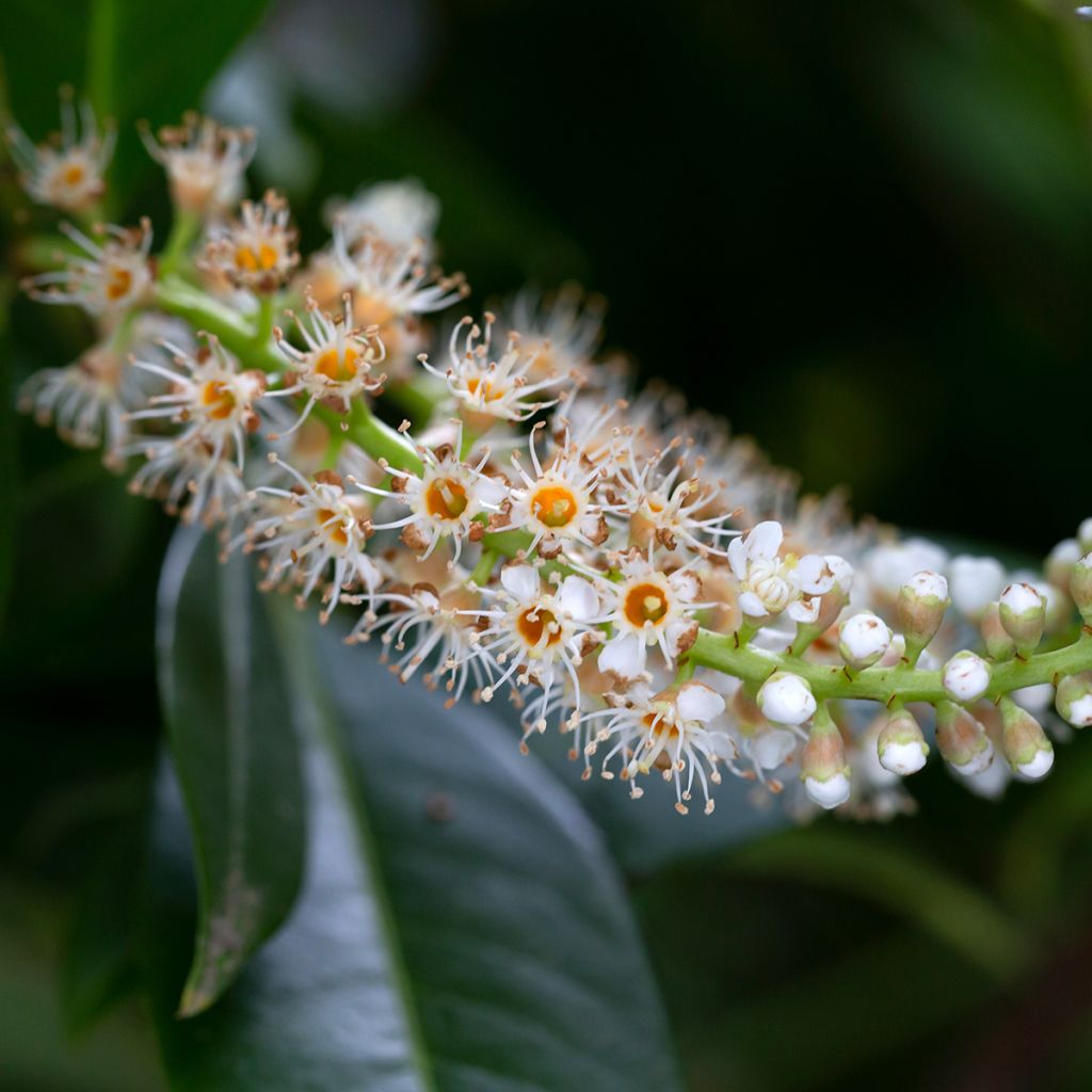Laurel cerezo Genolia - Prunus laurocerasus