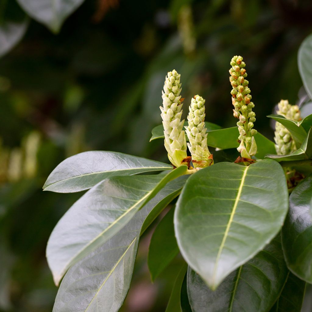 Laurel cerezo Genolia - Prunus laurocerasus