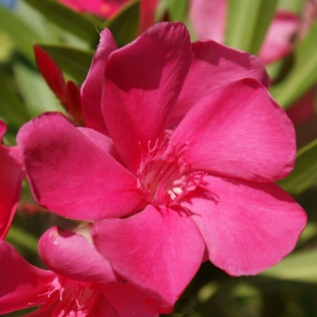 Nerium oleander Framboise – Adelfa
