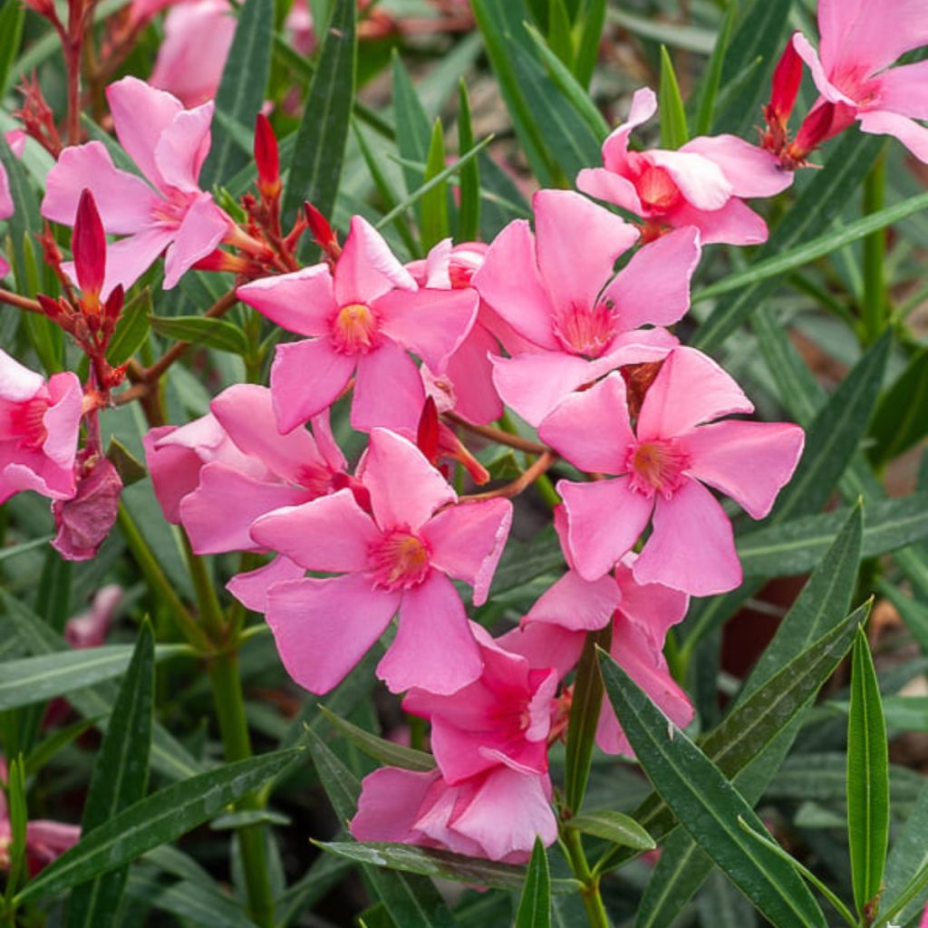 Nerium oleander Maurin des Maures – Adelfa