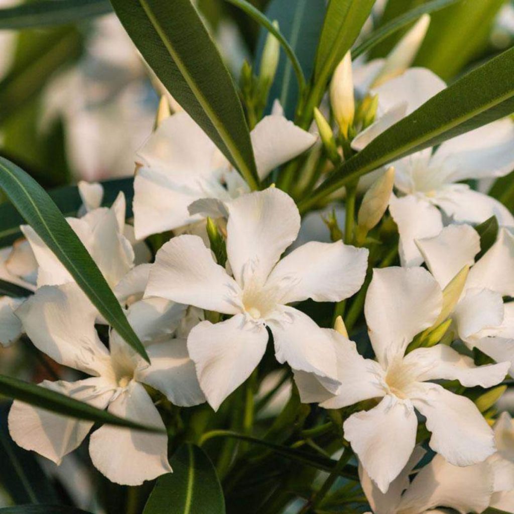 Nerium oleander Petite White – Adelfa