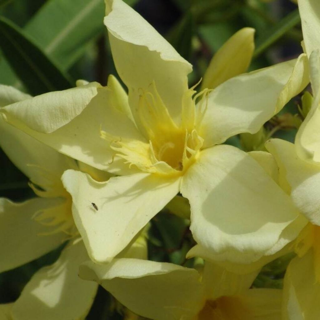 Nerium oleander Souvenir des Iles Canaries – Adelfa