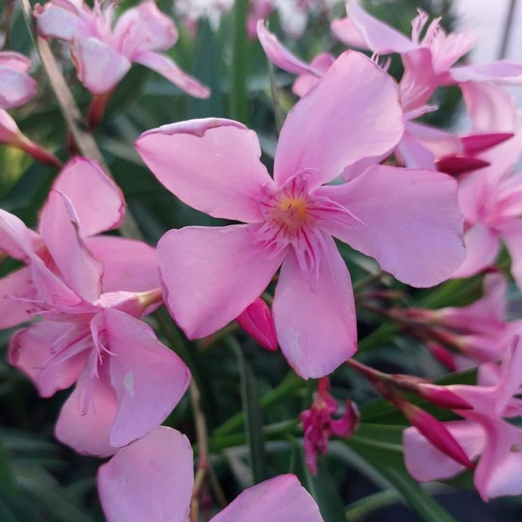 Nerium oleander Magaly – Adelfa