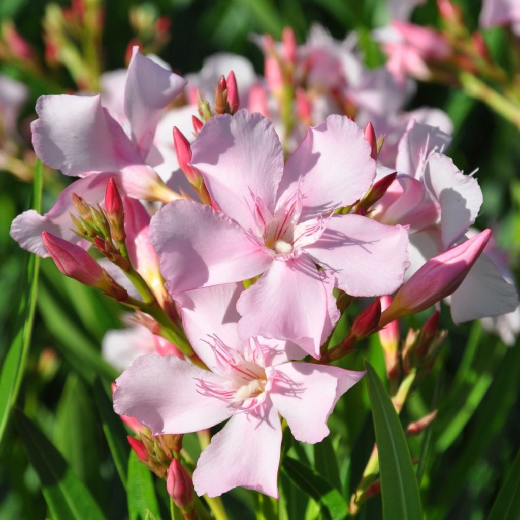 Nerium oleander Sealy Pink – Adelfa