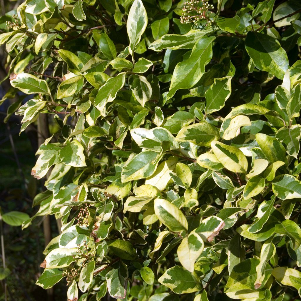 Viburnum tinus Variegatum - Durillo