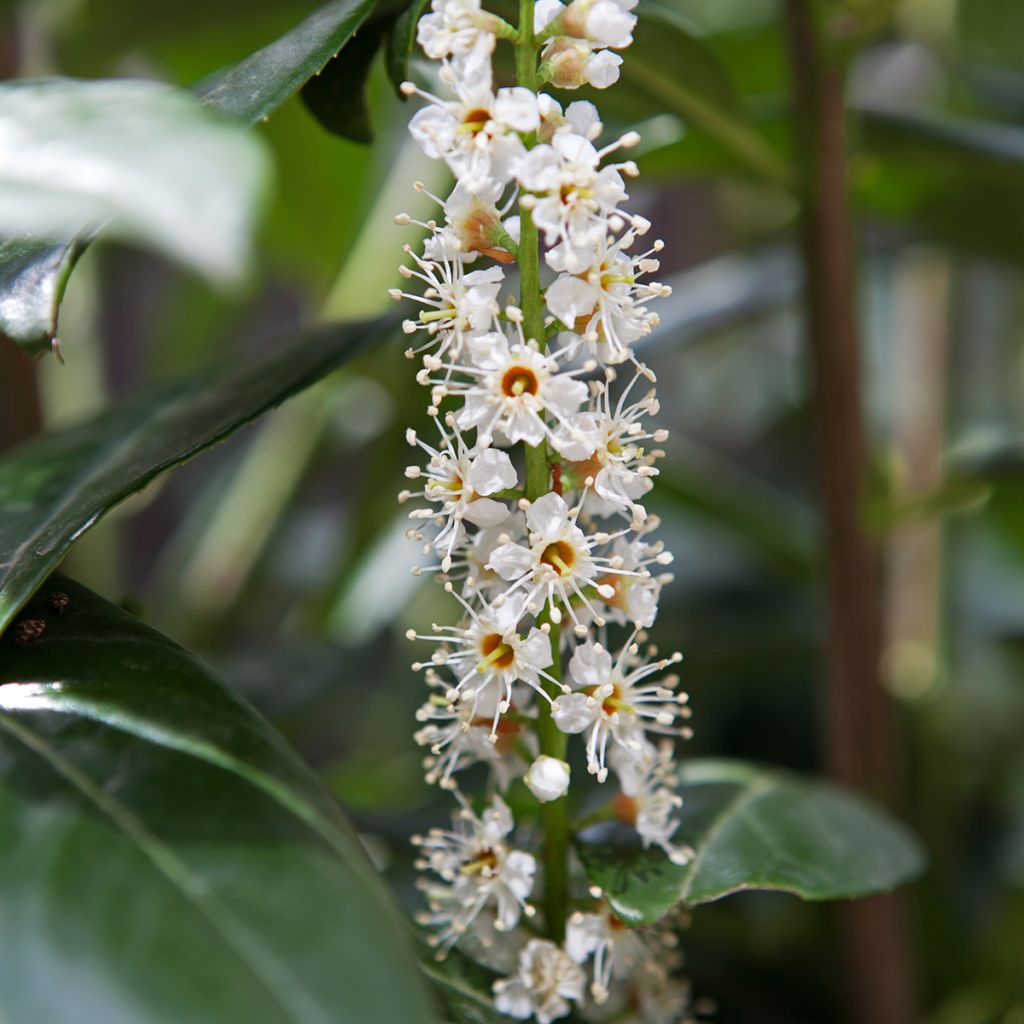 Laurel cerezo Caucasica - Prunus laurocerasus