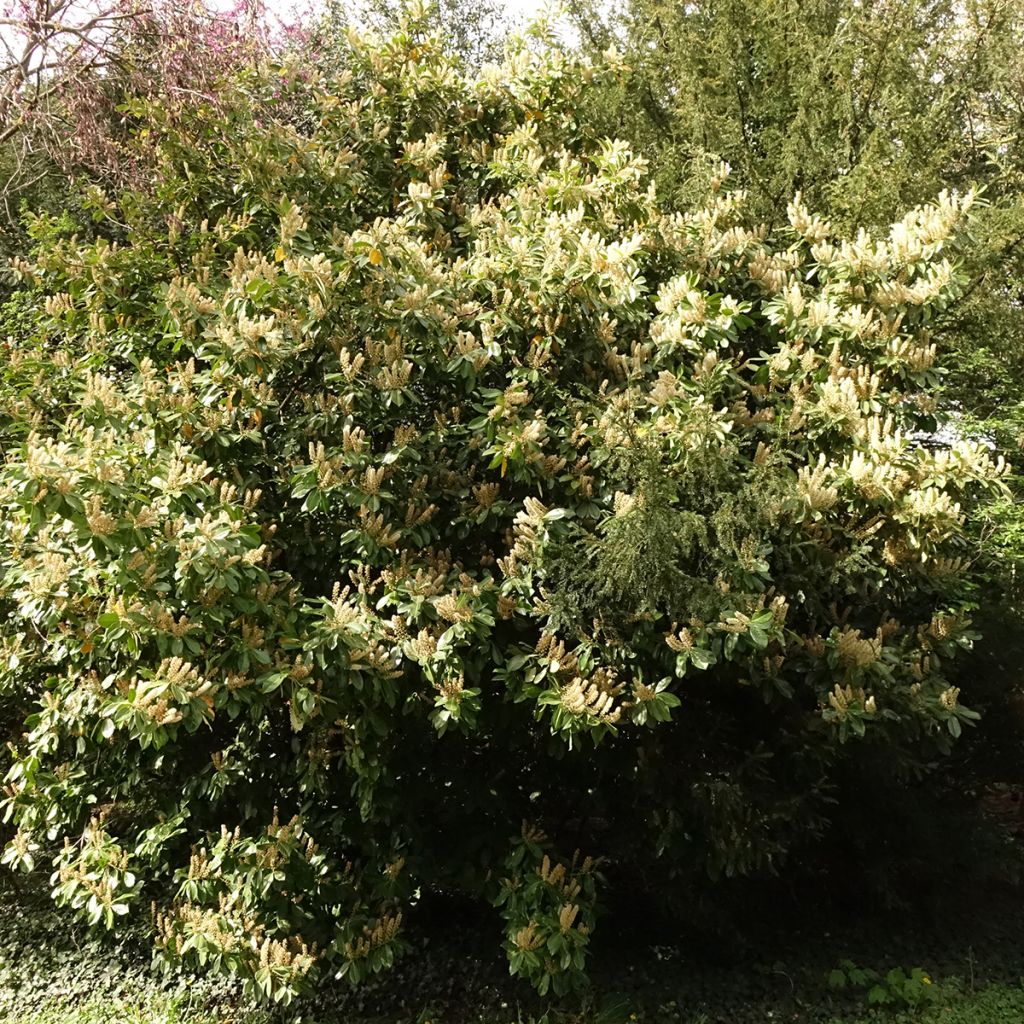 Laurel cerezo Caucasica - Prunus laurocerasus