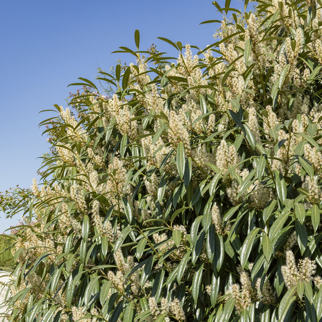 Laurel cerezo Otto Luyken - Prunus laurocerasus