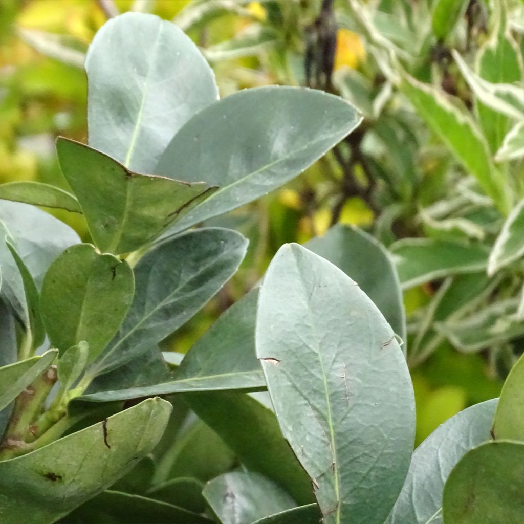 Laurel cerezo Miniredia - Prunus laurocerasus