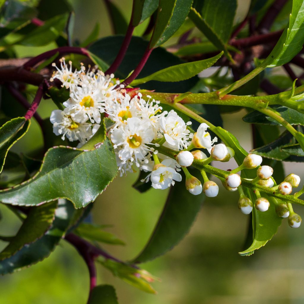 Laurel portugués Brenelia - Prunus lusitanica