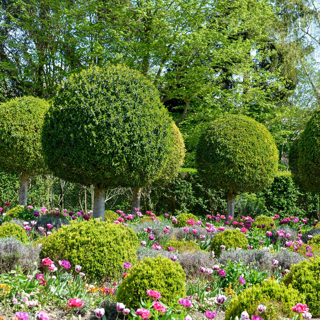 Laurel portugués - Prunus lusitanica