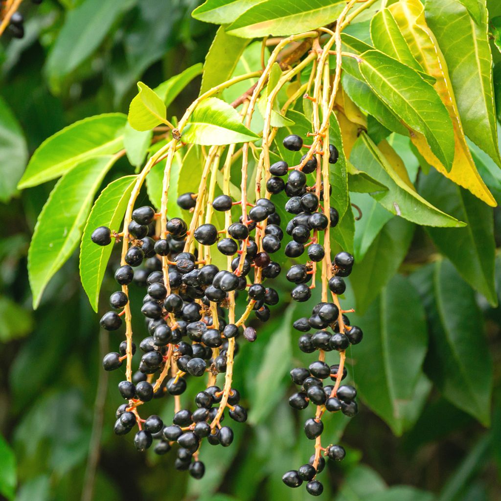 Laurel portugués - Prunus lusitanica