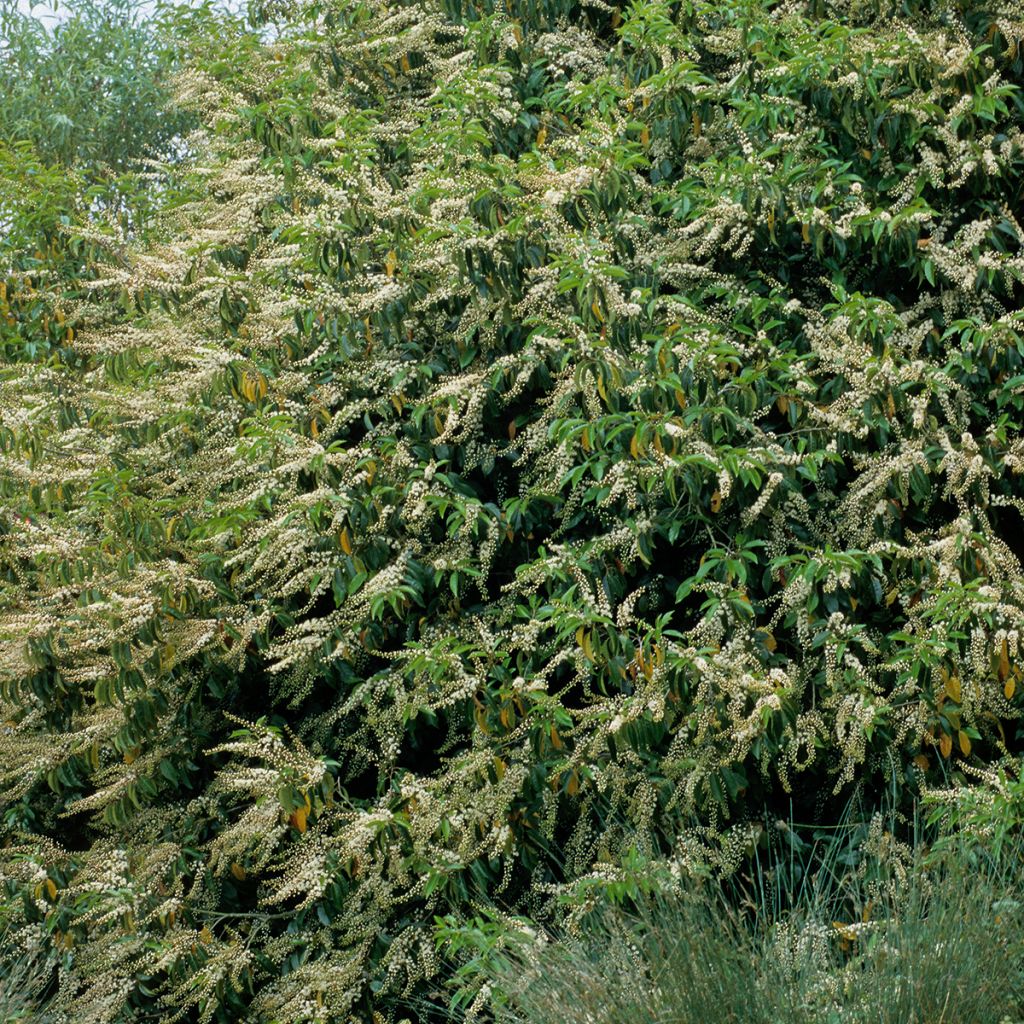 Laurel portugués - Prunus lusitanica