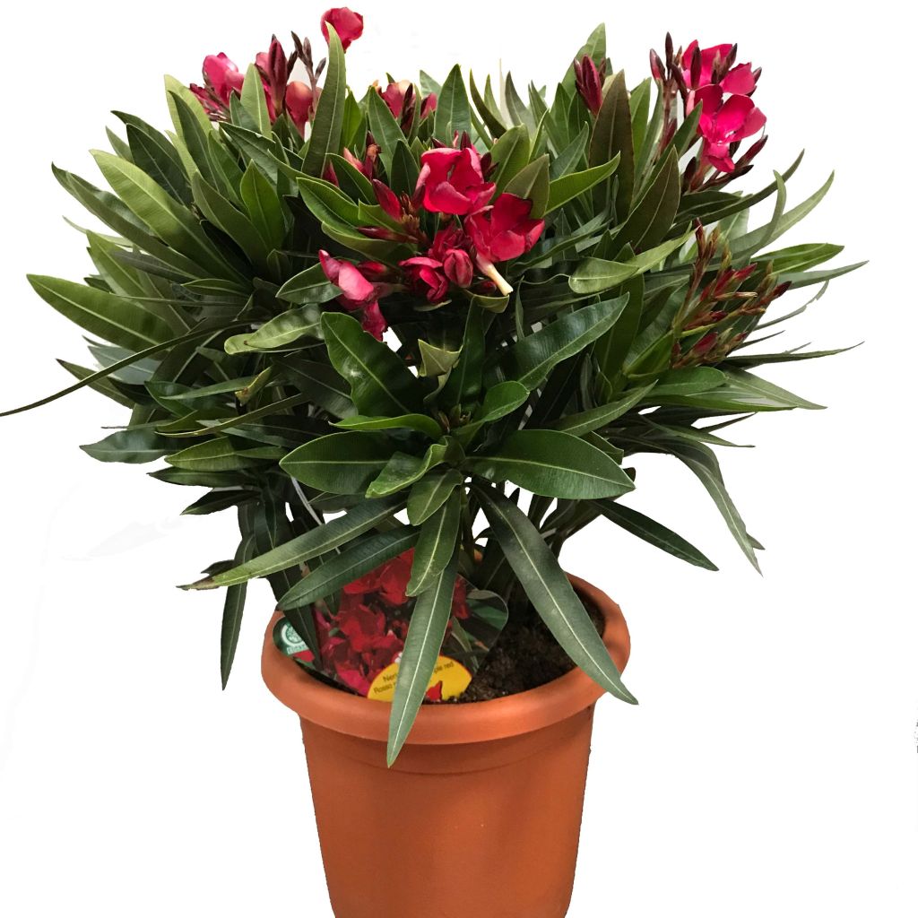 Adlefa roja - Nerium oleander Jannoch