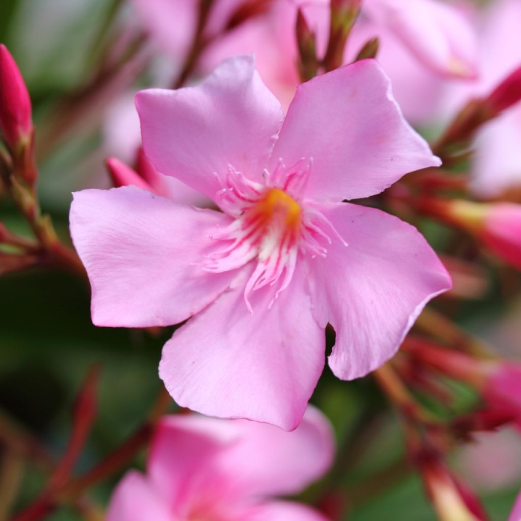 Adelfa rosa - Nerium oleander