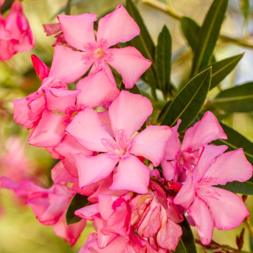 Adelfa rosa - Nerium oleander