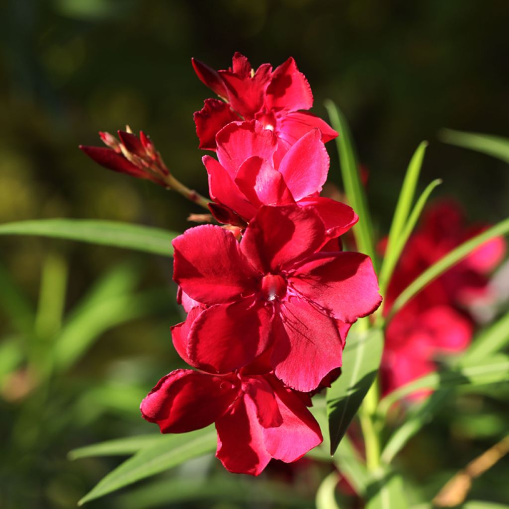 Adlefa - Nerium oleander Scarlet Beauty