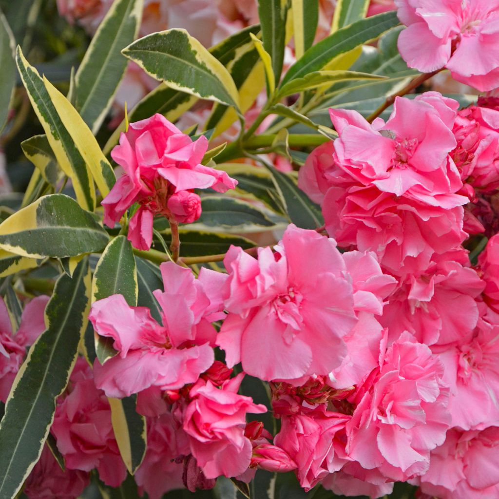 Adlefa - Nerium oleander Variegata