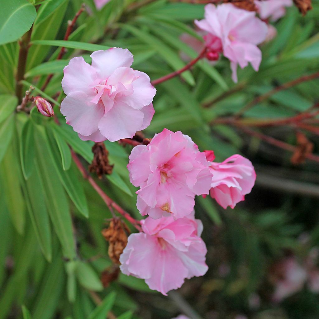 Adlefa rosa plena - Nerium oleander Roseum Plenum