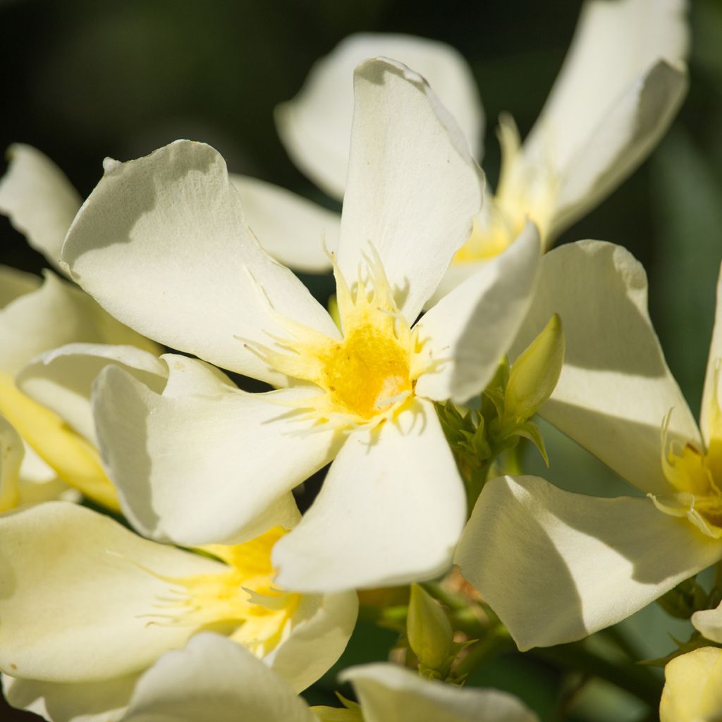 Nerium oleander Isle of Capri – Adelfa