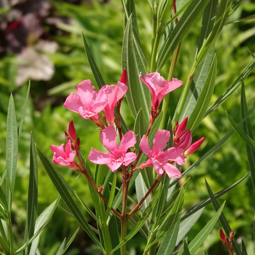 Nerium oleander Maurin des Maures – Adelfa