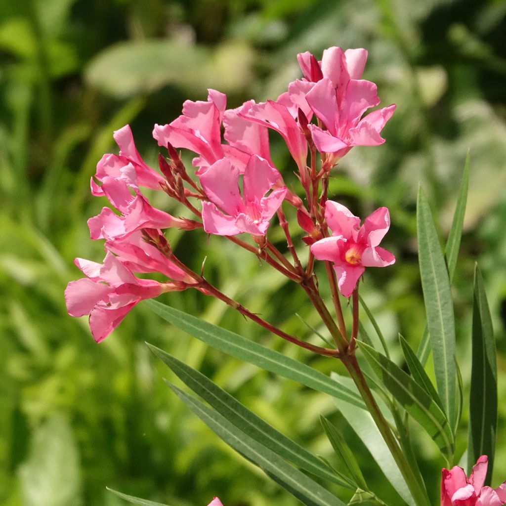Nerium oleander Maurin des Maures – Adelfa