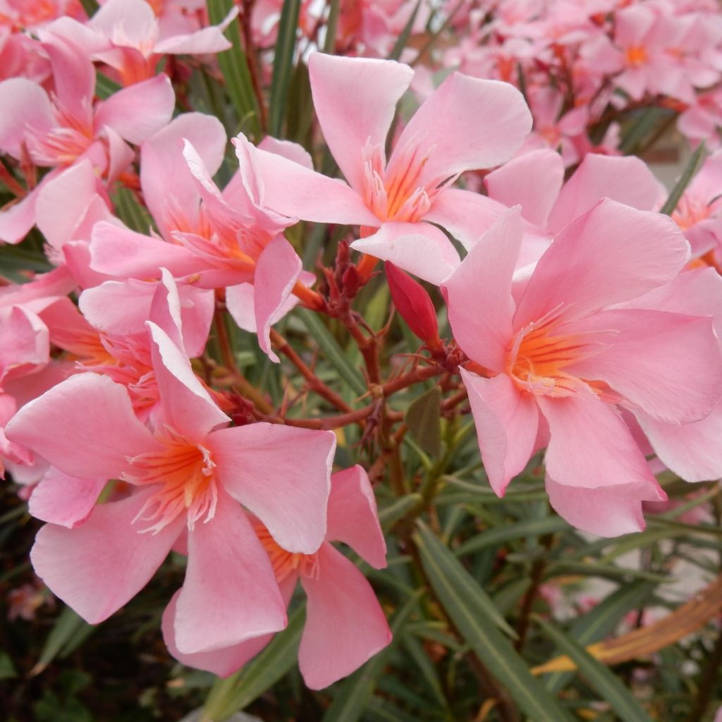Nerium oleander Tito Poggi – Adelfa