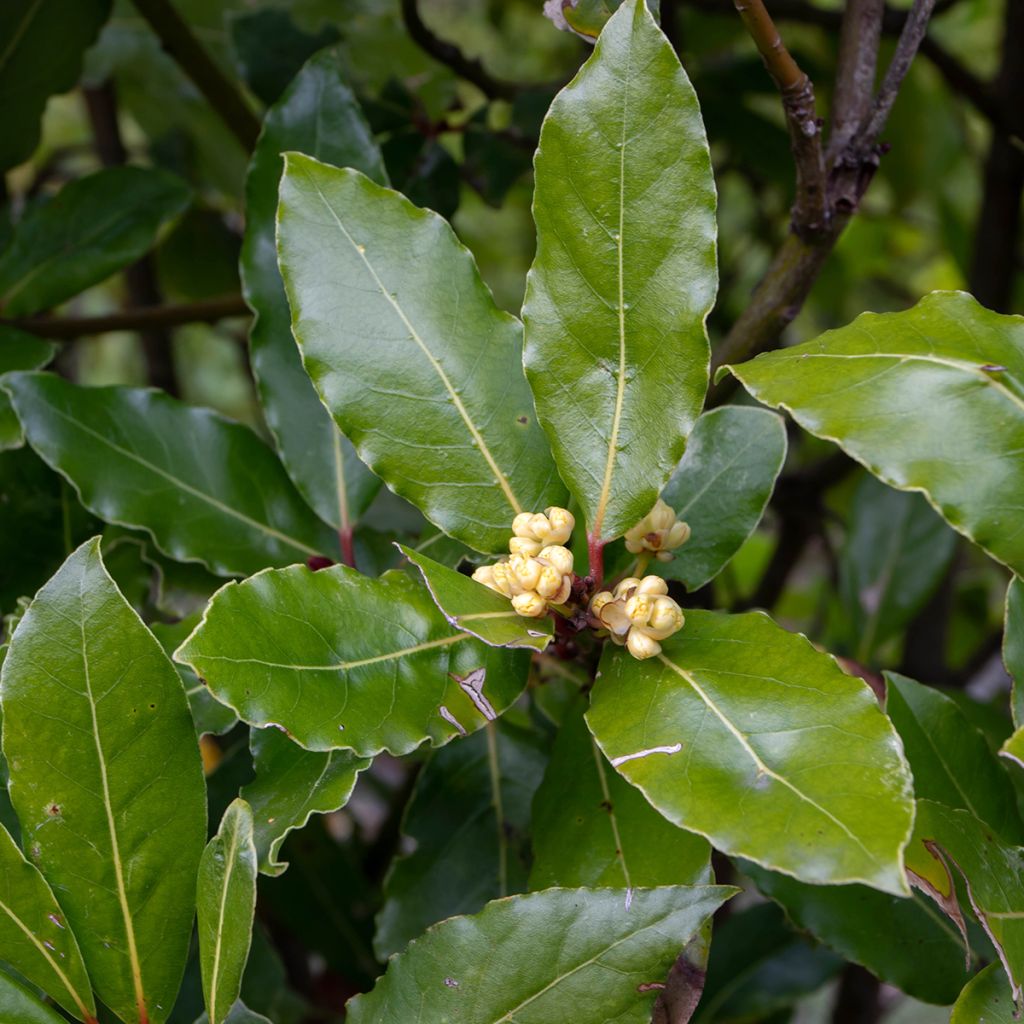 Laurel De Jerusalem - Laurus nobilis