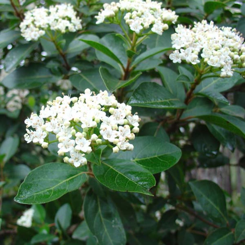 Durillo - Viburnum tinus