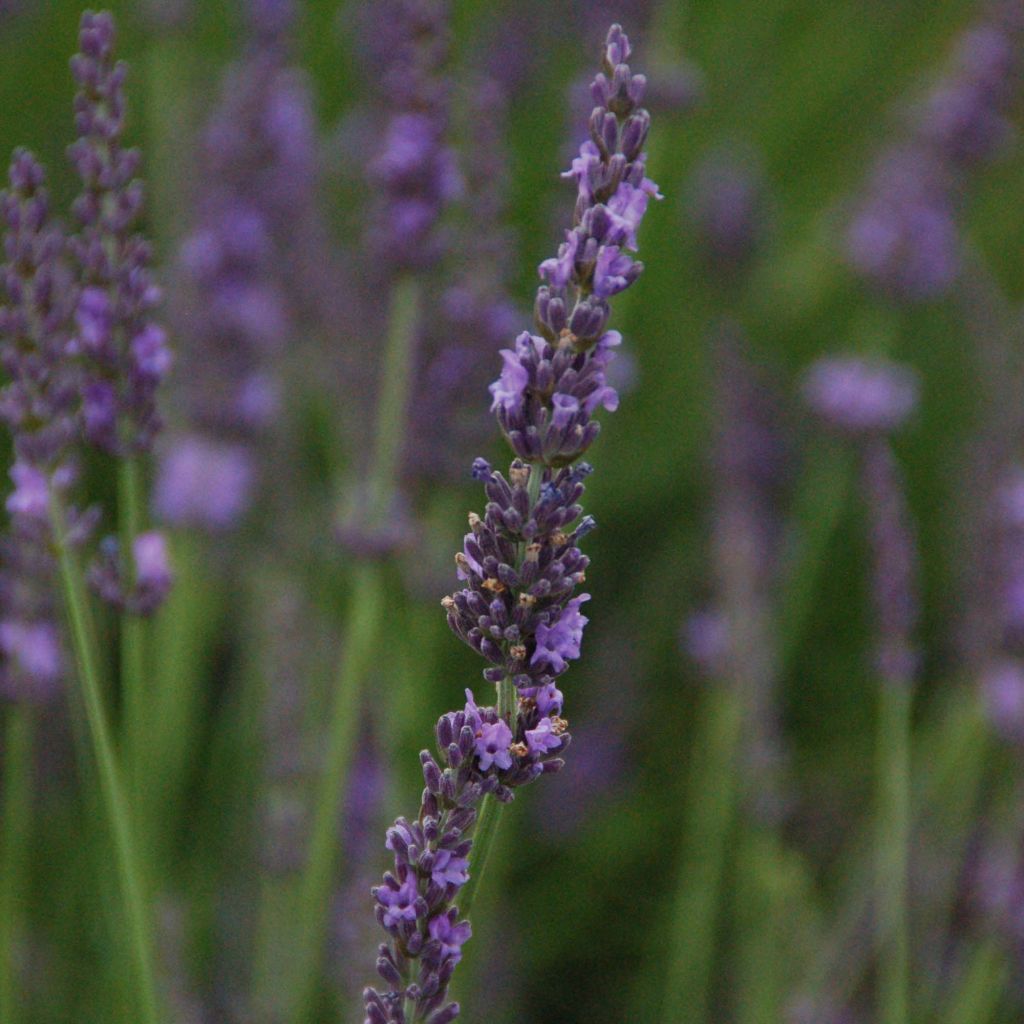 Lavanda intermedia Phenomenal Niko - Lavandín