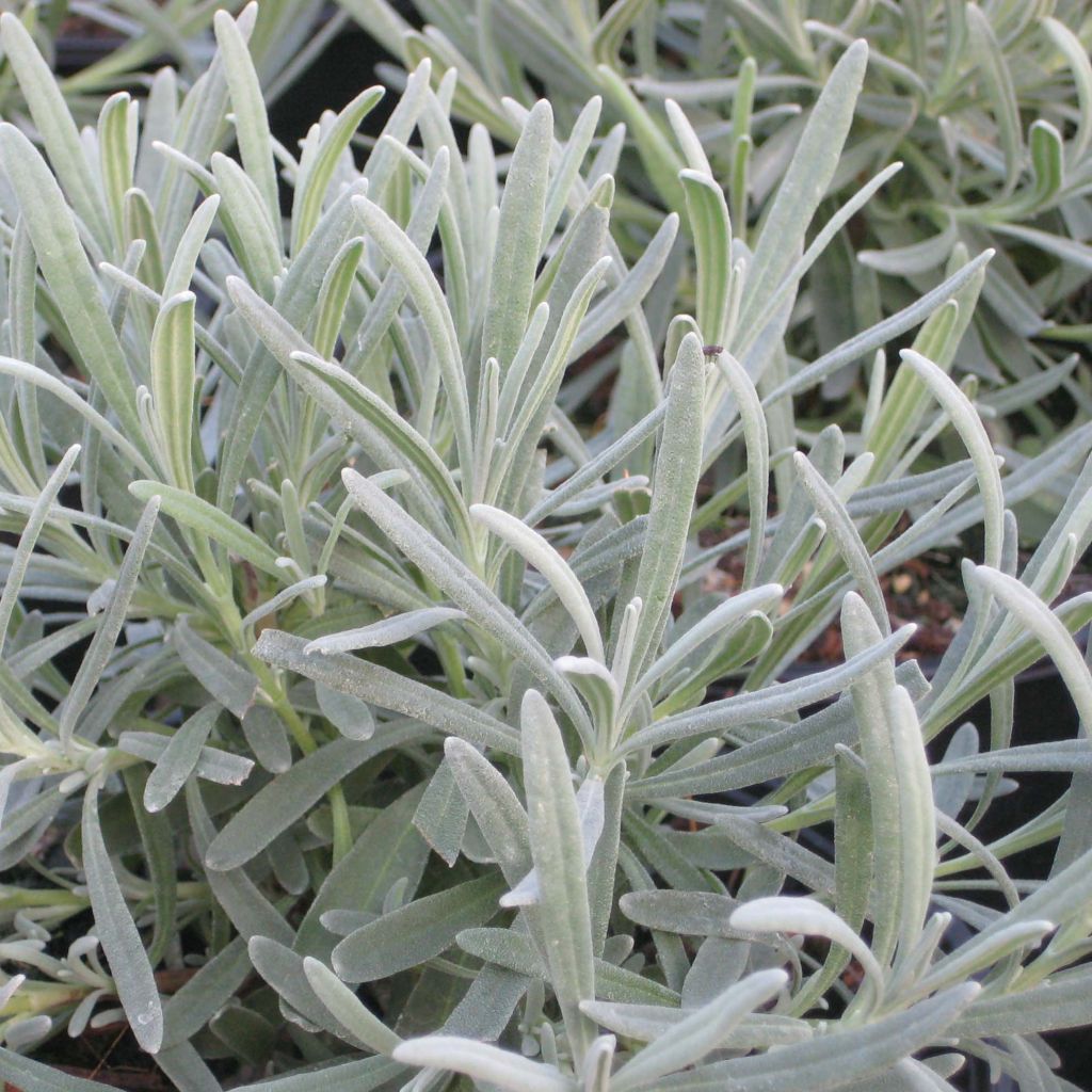 Lavanda intermedia Phenomenal Niko - Lavandín