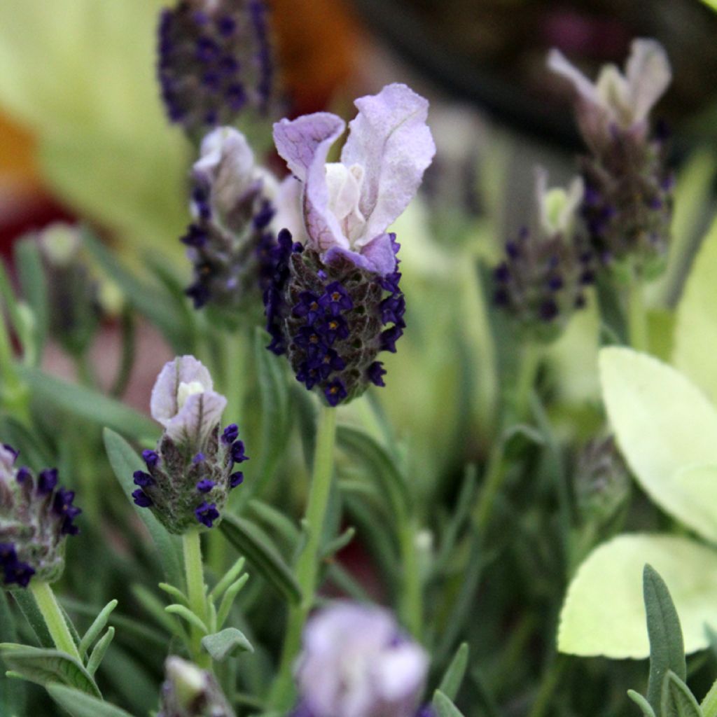 Lavandula stoechas Madrid Purple - Cantueso