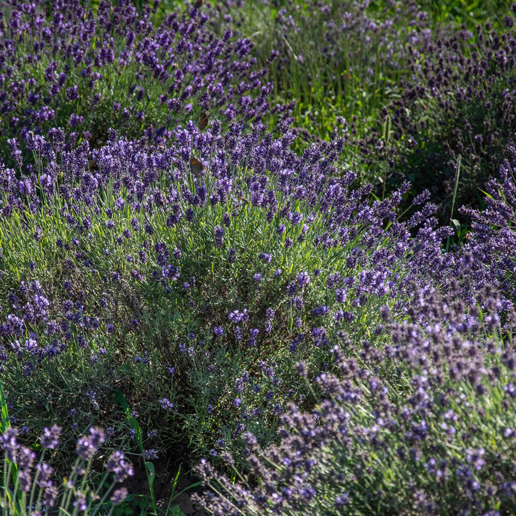 Lavandula angustifolia Havana