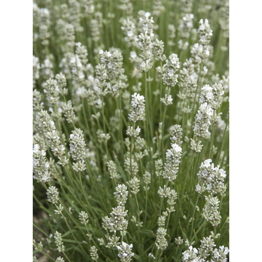 Lavandula angustifolia Nana Alba