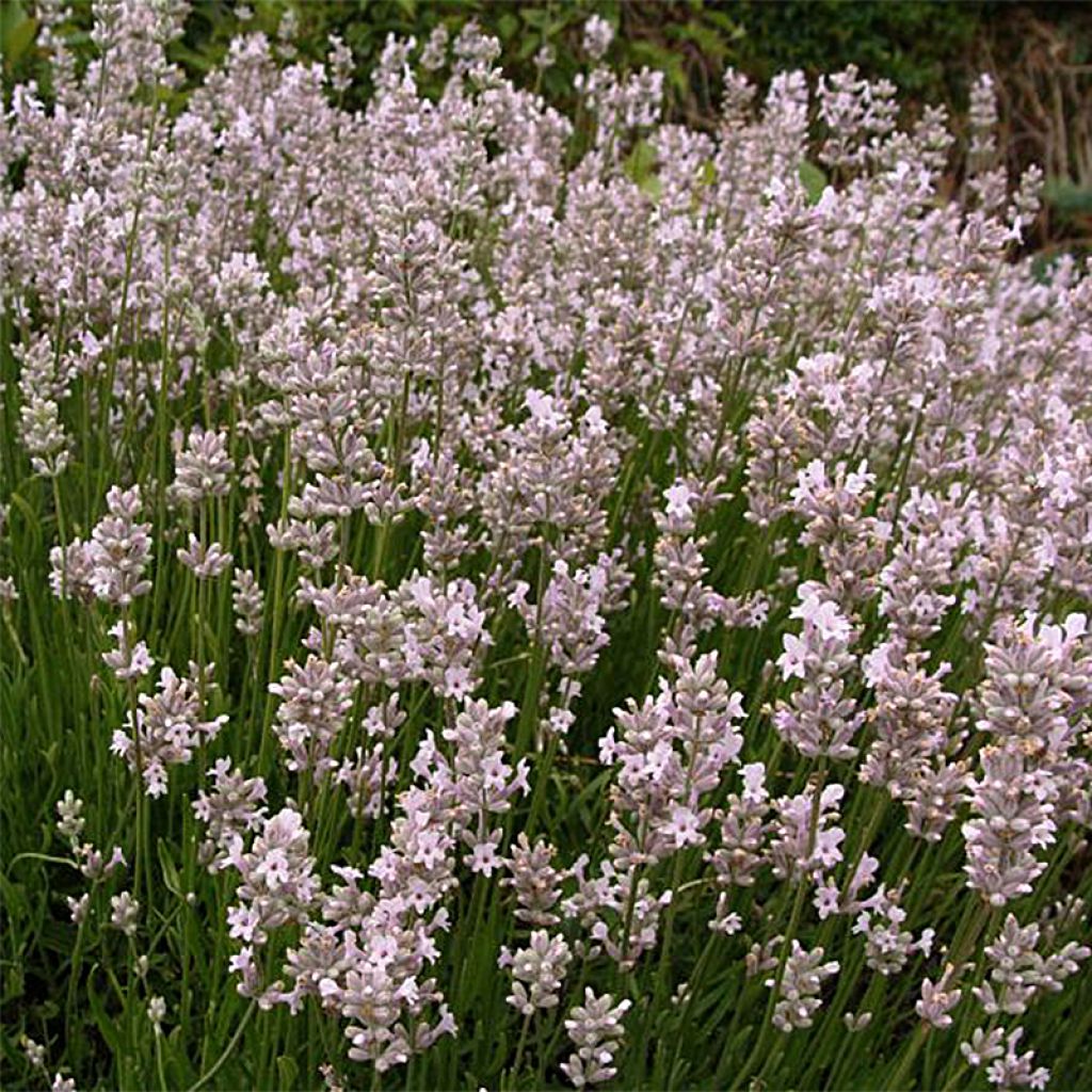 Lavanda angustifolia Rosea
