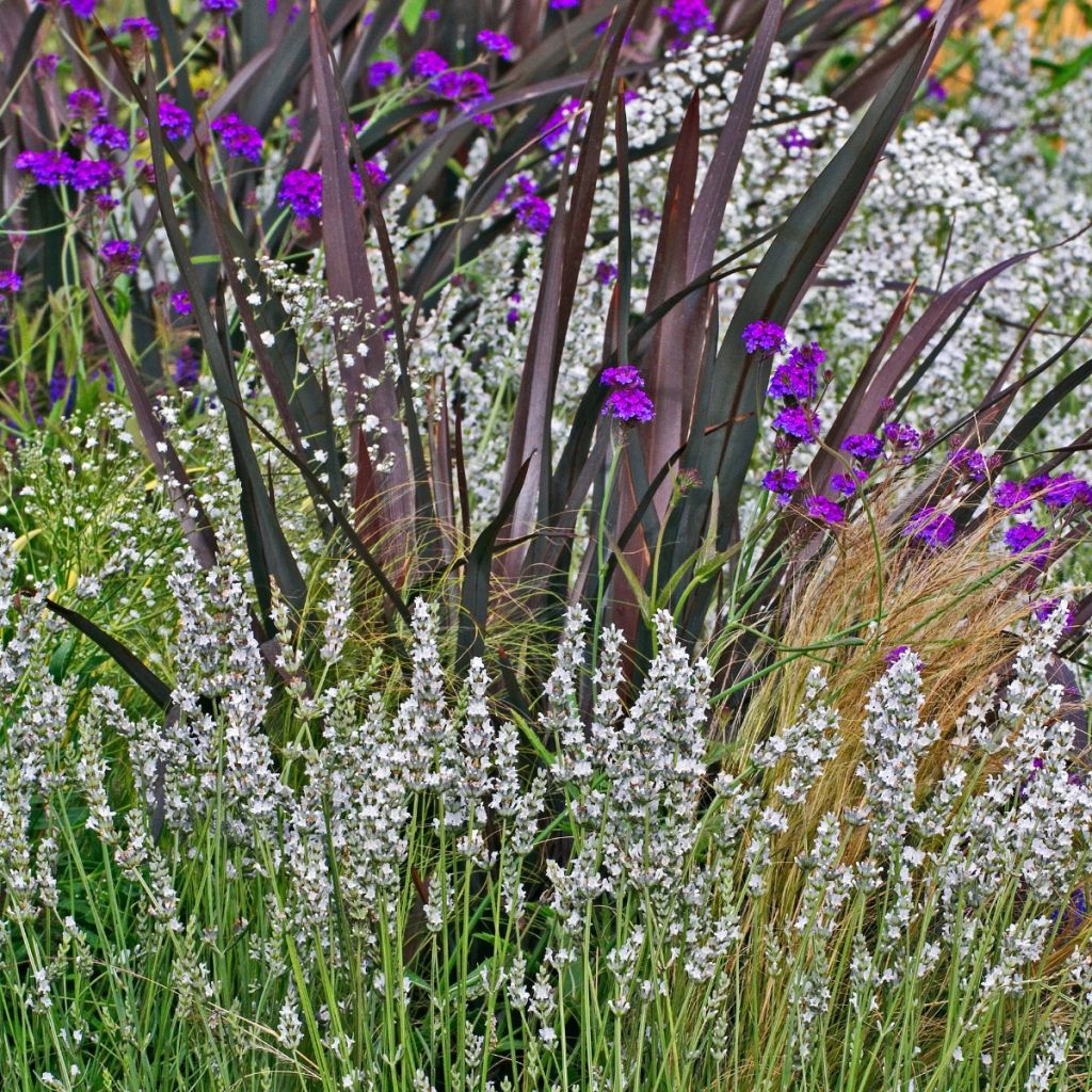 Lavanda angustifolia Alba