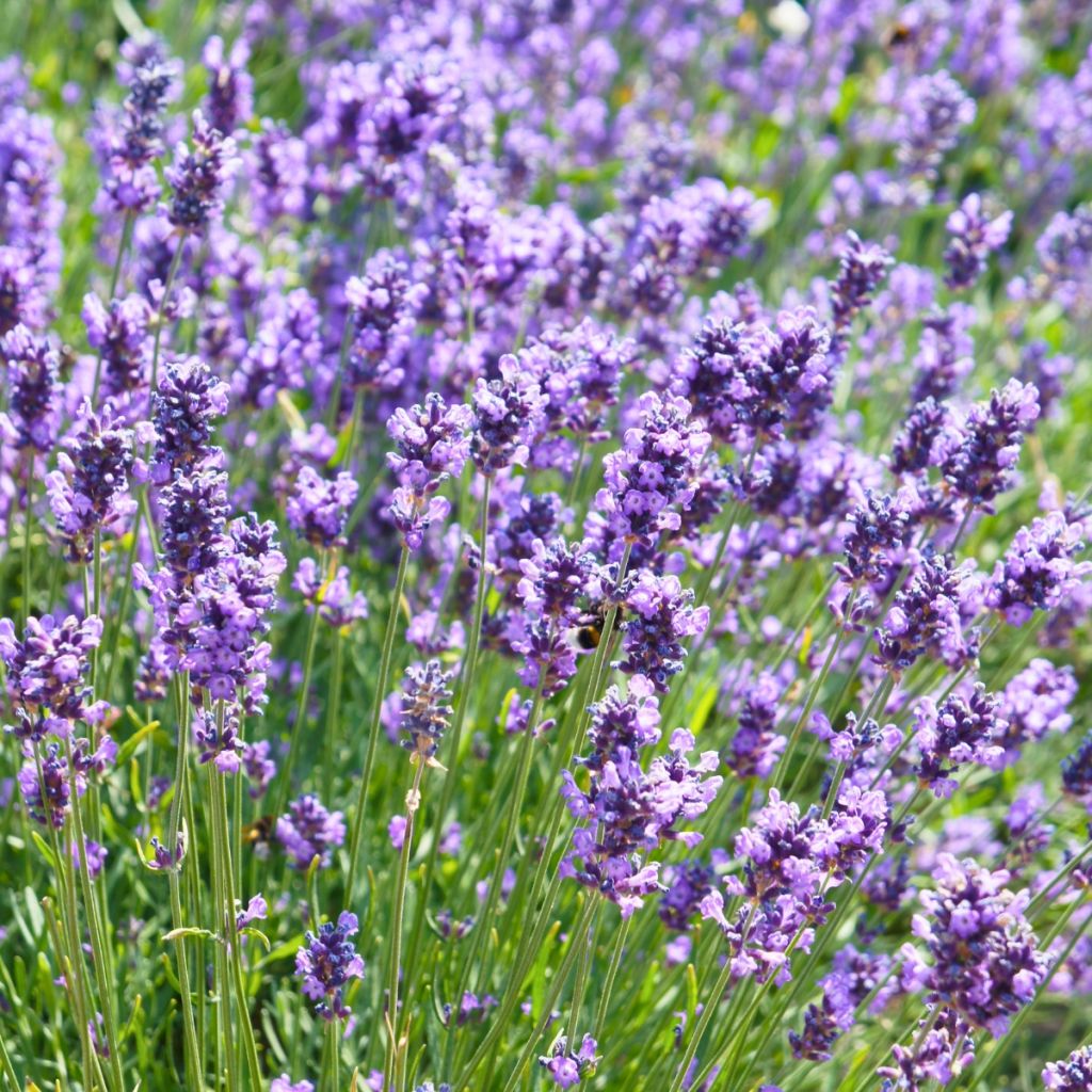Lavanda angustifolia Hidcote