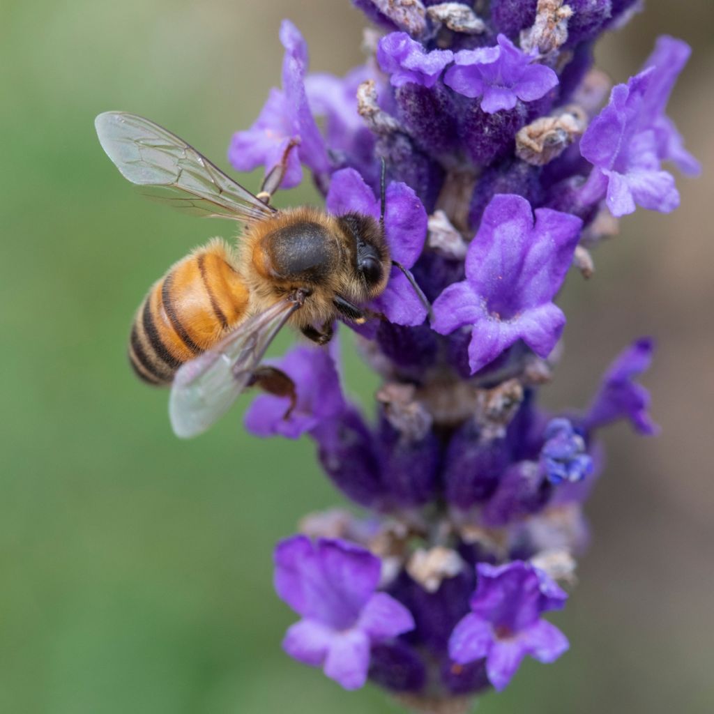 Lavanda angustifolia Hidcote