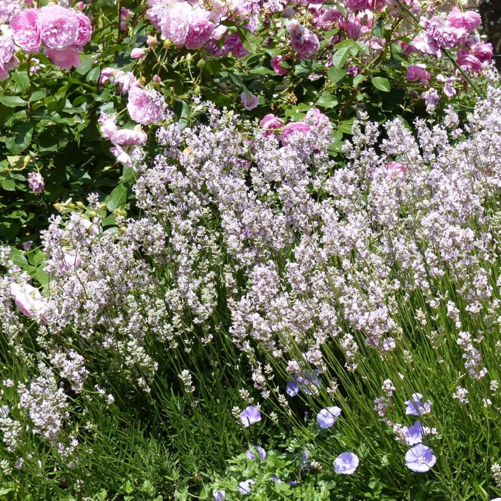 Lavanda angustifolia Rosea
