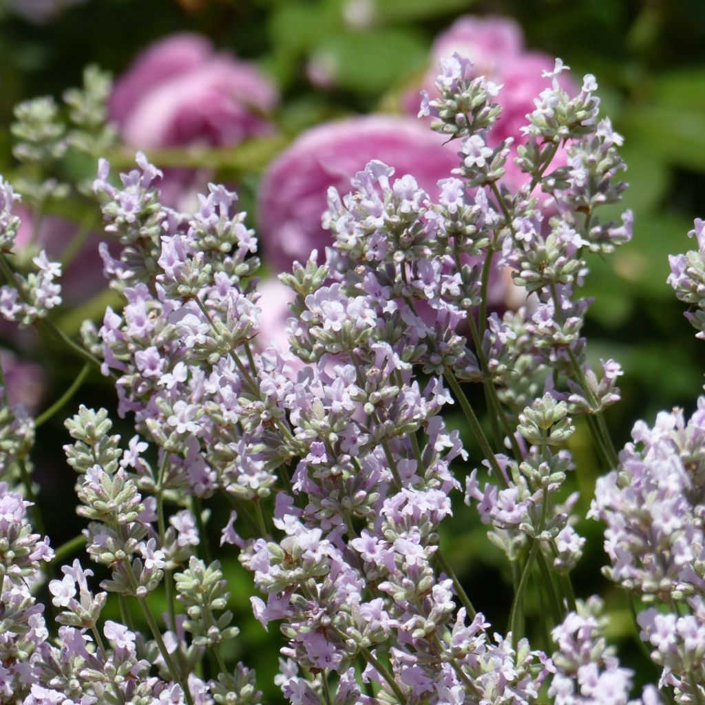 Lavanda angustifolia Rosea
