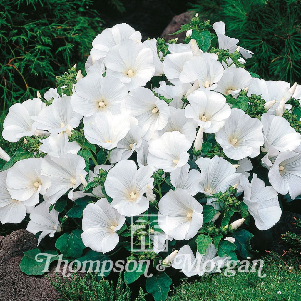 Lavatera Trimestris Twins Cool White