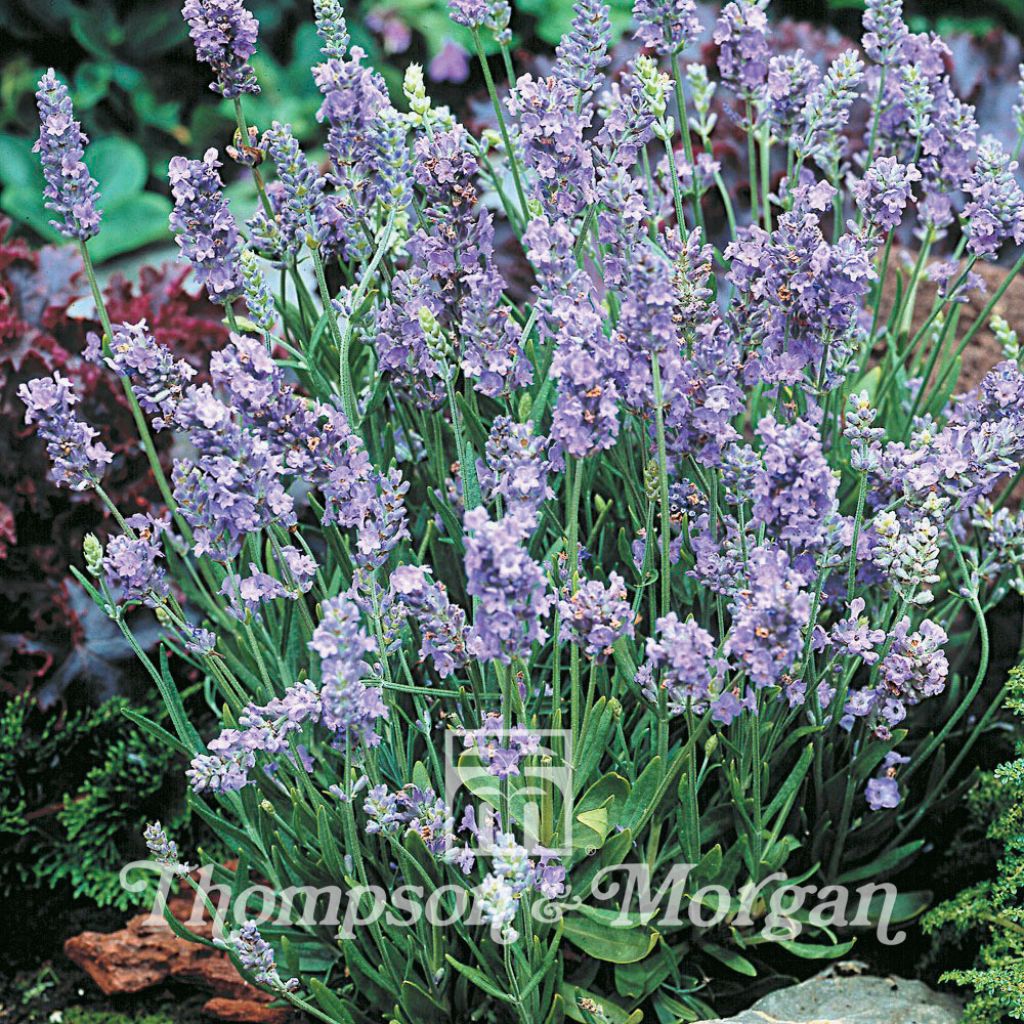 Lavender Ellagance Sky
