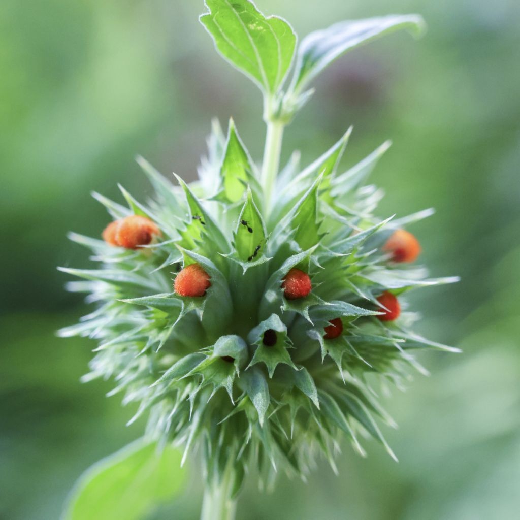 Leonotis nepetifolia (semillas) - Oreja de león