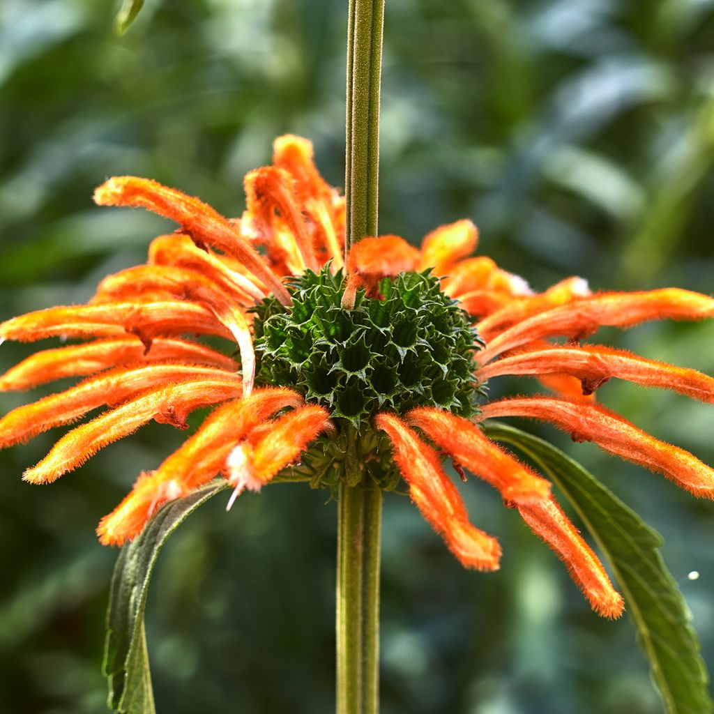 Leonotis nepetifolia (semillas) - Oreja de león