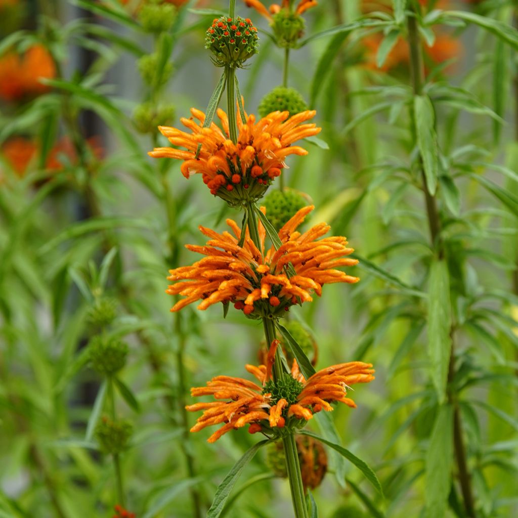 Leonotis nepetifolia (semillas) - Oreja de león