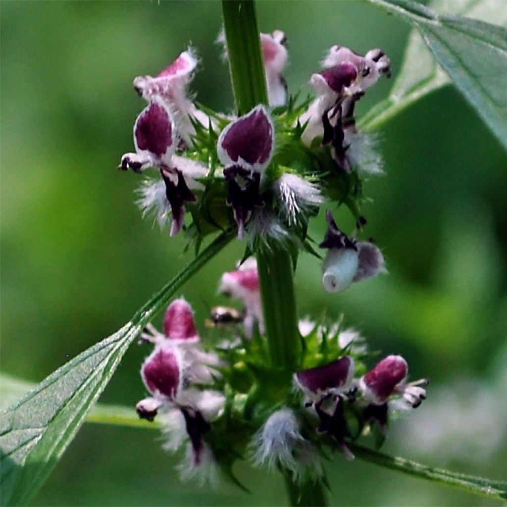 Leonurus cardiaca - Agripalma