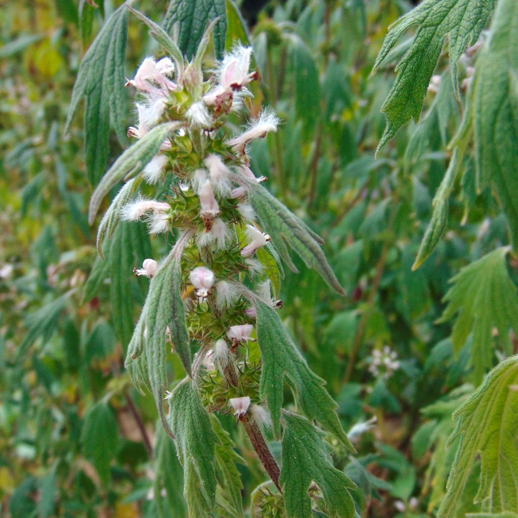 Leonurus cardiaca - Agripalma